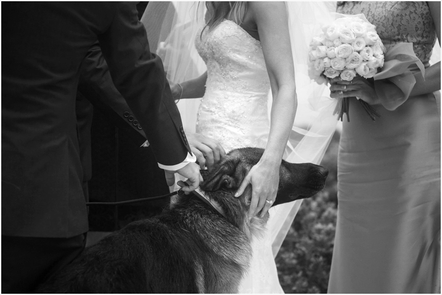 dogs giving rings to bride
