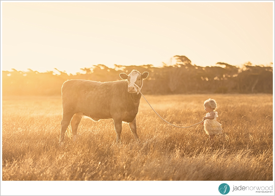 children and animal photos little girl with cow back lit
