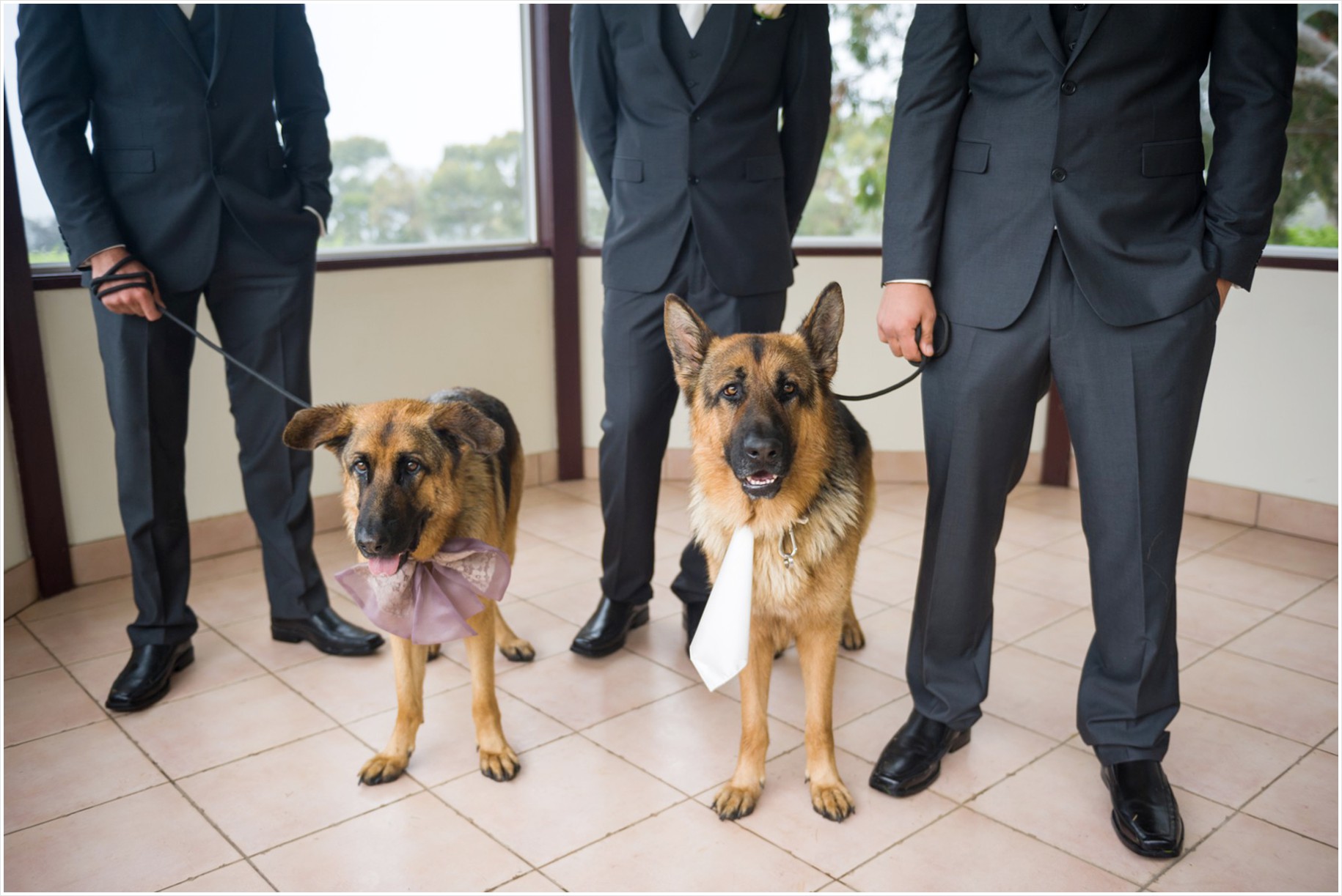 dogs included on your wedding day