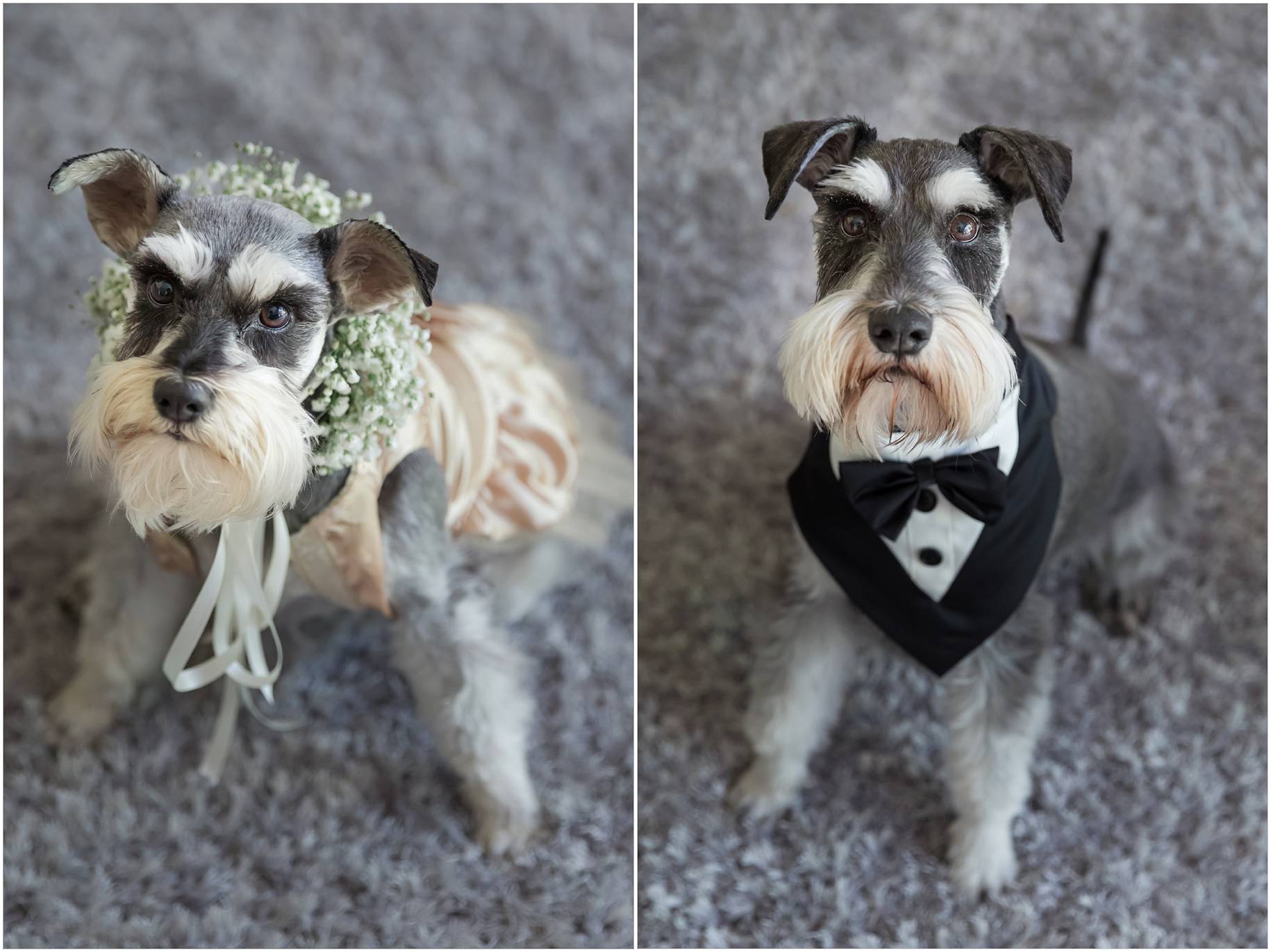 dogs in weddings